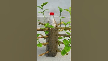 Great Technique Propagate Lemon Tree From Cuttings with bottle #shorts