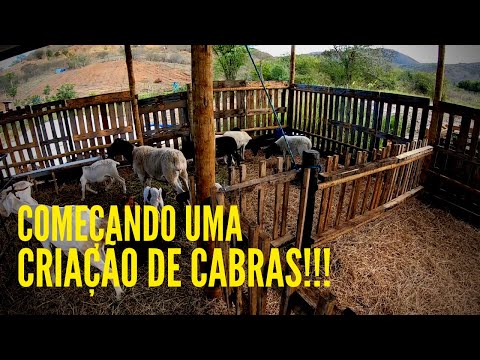 Vídeo: Como Criar Uma Cabra