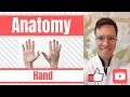 Anatomy of the Hand and Wrist