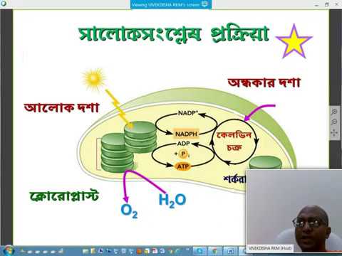 Videoda qizning egilib, etagining ostida nima borligini ko‘rsatayotganini ko‘rish mumkin. Oluklardagi uysiz odamlarning iflos pornosi