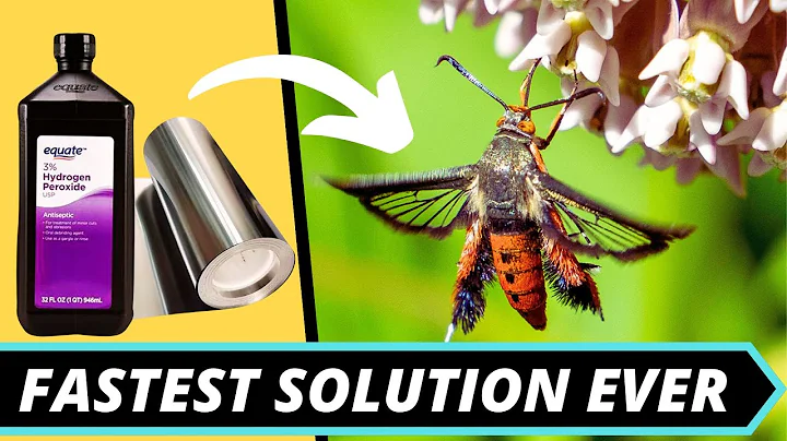 How to Prevent Squash Vine Borers – 3 Proven Methods!