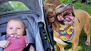 My Dog Makes A New Friend while Walking with His Baby Sister by Capone and Fam 1,542 views 3 years ago 2 minutes, 28 seconds