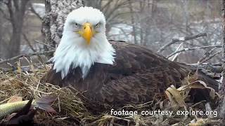 DECORAH EAGLES &amp; EAGLETS 🐣 🐣🐣 AMAZING FEEDING CLOSE-UP HIGHLIGHTS ◕ SO WELL BEHAVED THIS TINY TRIO ◕