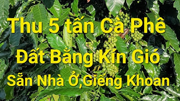 (Số 963)Vườn Thu 5 tấn Cà Phê Địa Thế Bằng Phẳng Như Sân Sẵn Nhà Ở Ngay