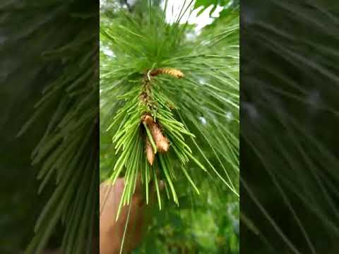 Video: Fakta Pinus Daun Panjang: Seperti Apa Bentuk Pinus Daun Panjang
