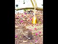 №14. Всем зайцам Флориды и зайцу, живущему под моим кустом бугенвиллии, посвящается. :)))