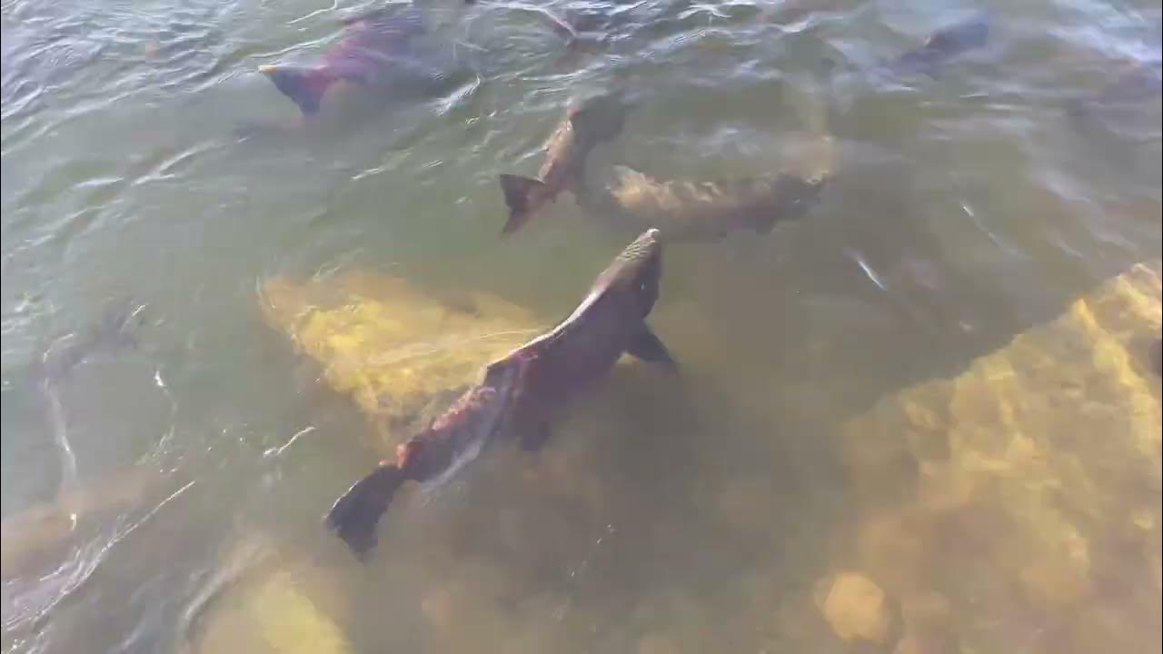 Salmon Run at Nimbus Dam រដូវត្រីឡើង YouTube