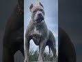Ce Pitbull Est Impressionnant Pitbull Dog Chien Beauty Shorts