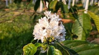 Honey bee activity in Coffee Flowers 🐝🐝🐝