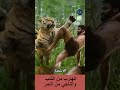الهارب من الذئب والناجي من النمر