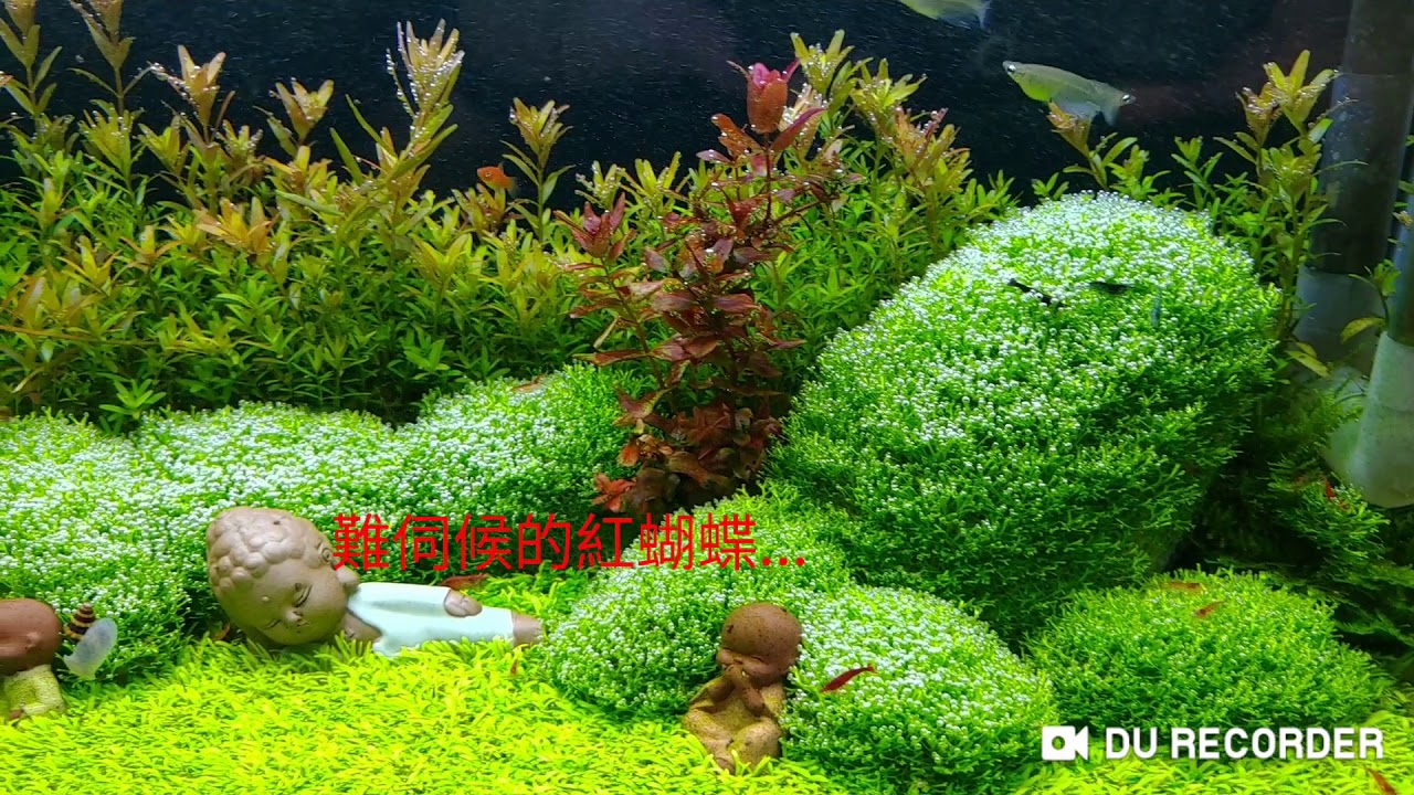 水草造景 挖耳草 鹿角苔 丹麥血宮廷 紅蝴蝶 Youtube