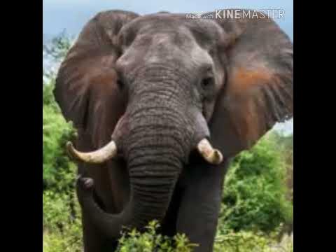 Elephant Trumpet 5 🐘 🔊 - YouTube
