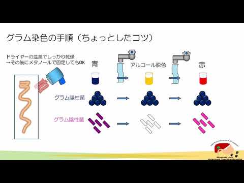 グラム染色を理解しよう　染色方法の実際