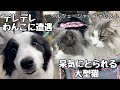 【ノルウェージャンフォレストキャット大きい猫】超デレデレワンコちゃんに圧倒され初のシャーッ❗️で対抗する猫（笑）