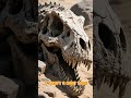 The First Dinosaur Egg 🥚🦖 Discovered in Mongolia and It Changed Science Forever🌍✨ #jurassicjuniors68