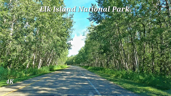 Driving - Elk Island Parkway & Bison 🦬 Loop Road, Elk Island National Park, AB, 🇨🇦