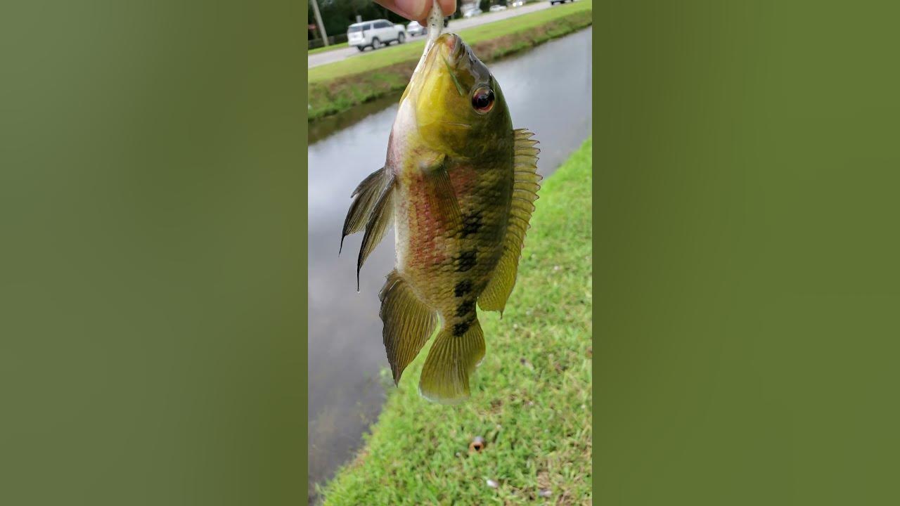 Catching Spotted Tilapia While Fishing In Florida Freshwater Canal
