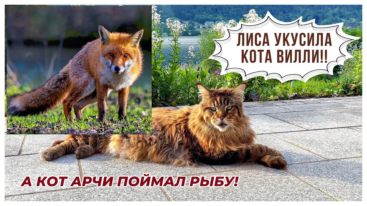 Кот вилли