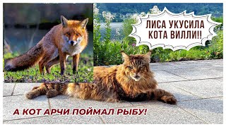 Лиса укусила кота Вилли  Кот Арчи поймал рыбу!