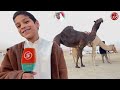 مزاينة مدينة زايد اليوم الخامس دخول الجذاع مجاهيم والمحليات الاصائل 