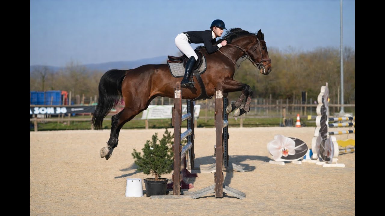 À vendre - Jument - CSO 