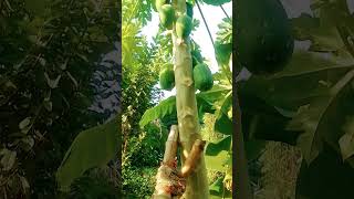 #short video#pyar nahin Hola kab fita se naap ke#trending#public#