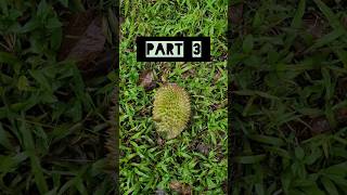 PART 3 ||Durian jatuh di tepi jalan langsung di eksekusi rasanya fresh bingit #durian#shorts