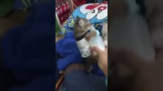 ミルクミルクミルク　