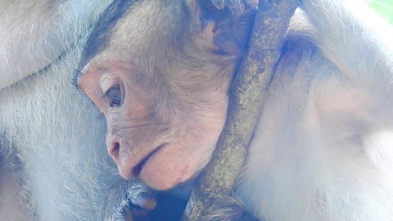 Terrify !! Around Convulsive cos angry mum, Diamond weaning baby so pain, Poor baby