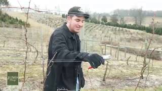 S3/E1 Pruning the Vineyard in Spring