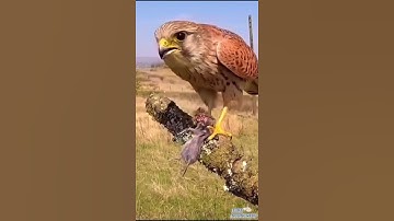 The nature that surrounds us. #calmingmusic #birds #shortvideo