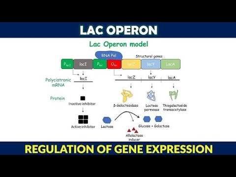 Lac operon in tamil, gene expression and regulation - YouTube