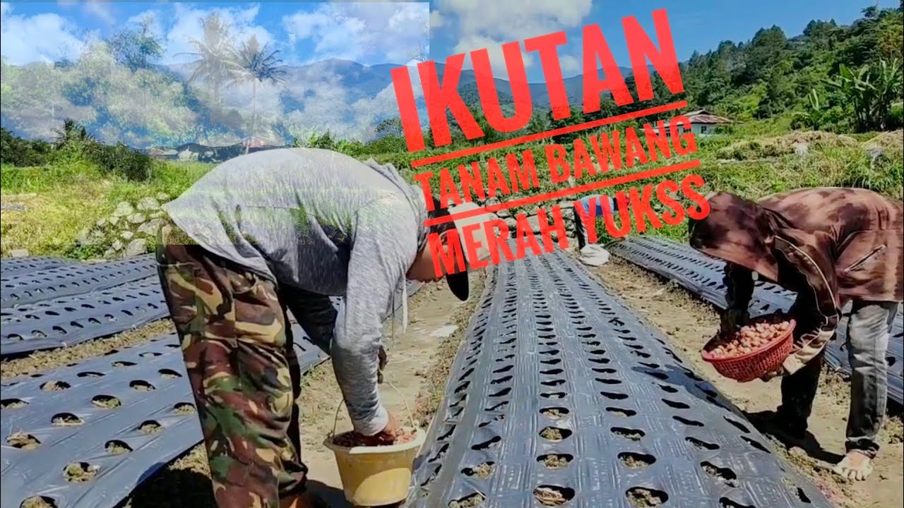 Pertama kalinya tanam bawang merah??? Nanem Brambang yukss 