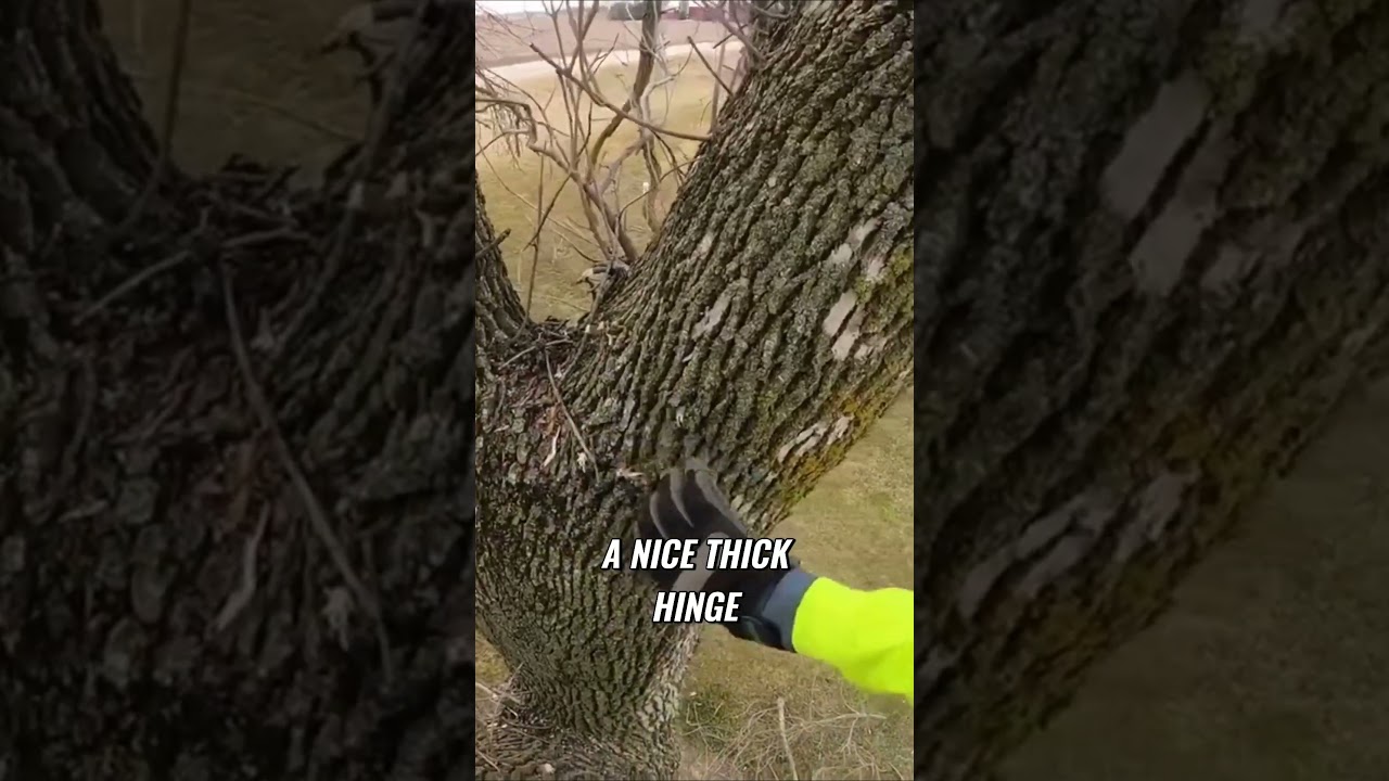 Directional  Felling of a leaning lead - Step by Step