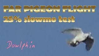 Far pigeon flight (slowmo test 25% speed)