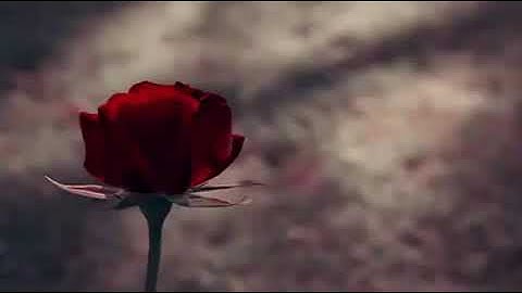 تلاوة طيبه عطرة سورة النساء