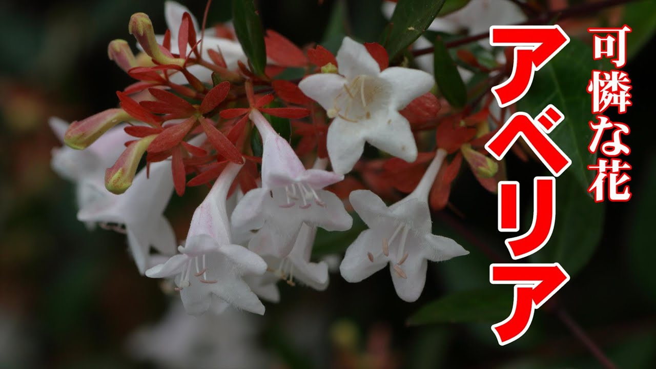 可憐な花アベリア咲き始める 4k 21 07 08 愛媛県大洲市冨士山 Youtube