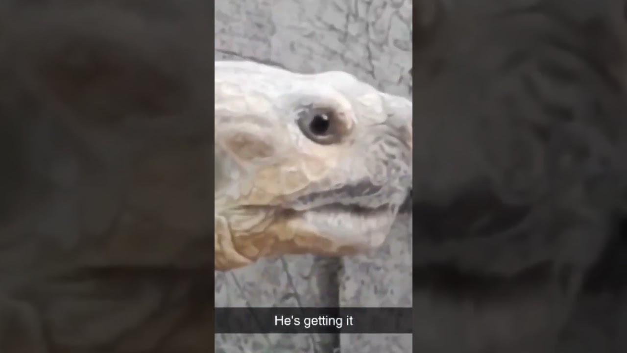 Tortoise excited about the Tony Hawk Pro Skater 3+4 announcement