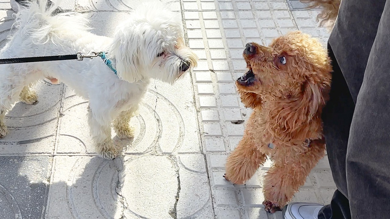 Poodle Meets Other Dogs… And It Gets Funny!