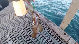 SQUID FISHING - Mornington Peninsula