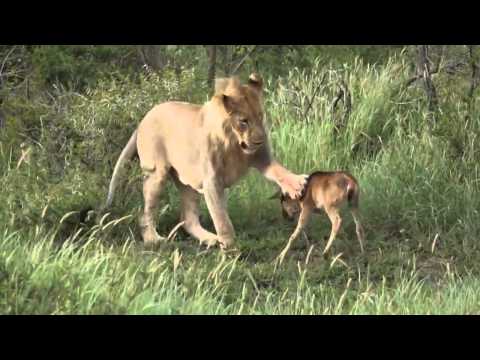 Have you ever seen a lion rescue a baby wildebeest?