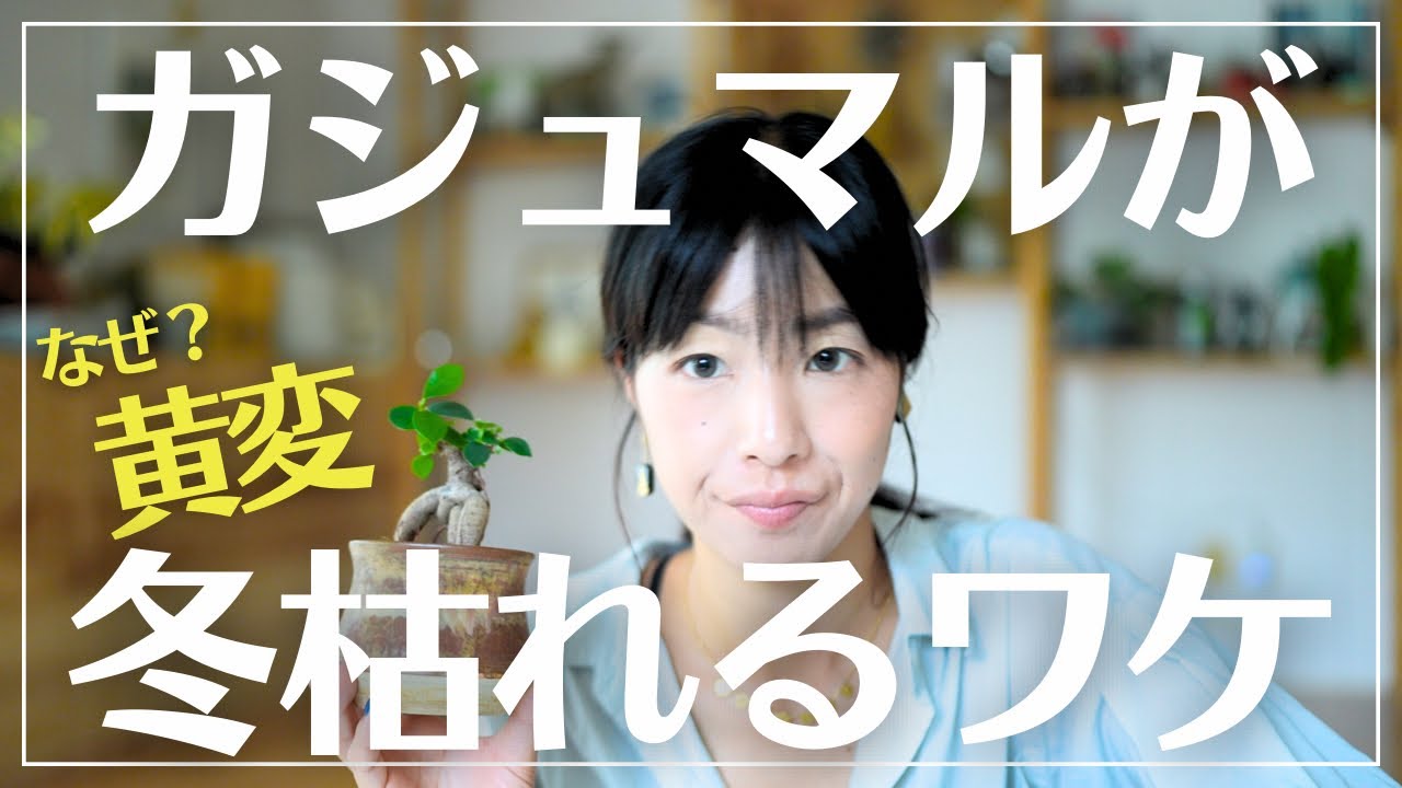 【ガジュマルを冬枯らしたことある方必見】秋冬を乗り切る育成術でより元気なガジュマルを育て続ける方法