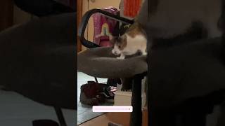 Cleo Want To Beat Up Ginger Once Again Screenshot If You Cant See The Text