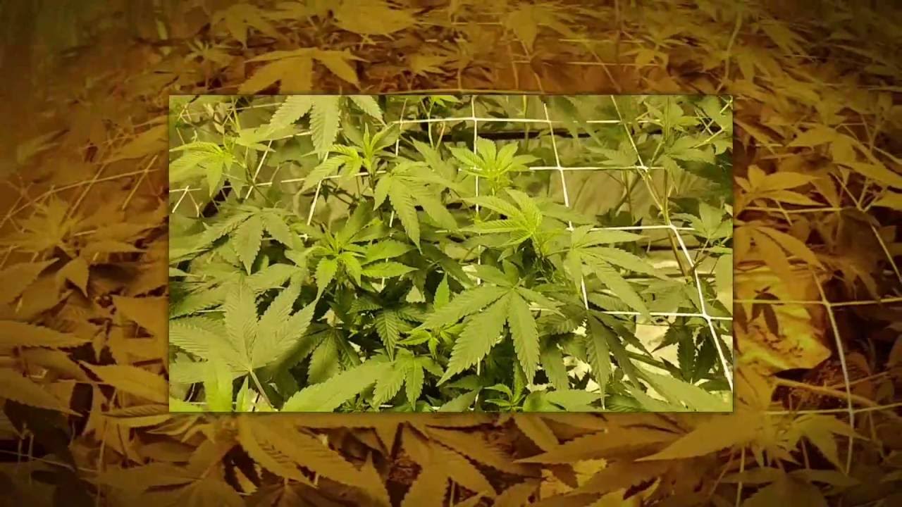 Silver LA / Gorilla Glue #4 Flowering (Day 1) - YouTube