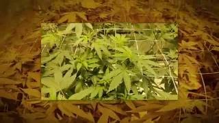 Silver LA / Gorilla Glue #4 Flowering (Day 1)
