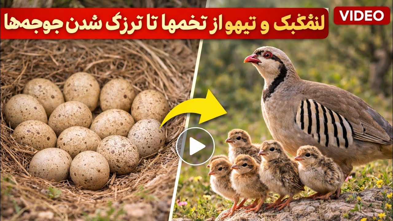 نتیجه باور نکردنی! ازتخم های بی جان، تا جوجه های پر انرژی، کبک و تیهو 