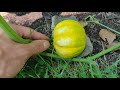 Prevent Rot on Your Pumpkins/Gourds/Melons (Cucubits)