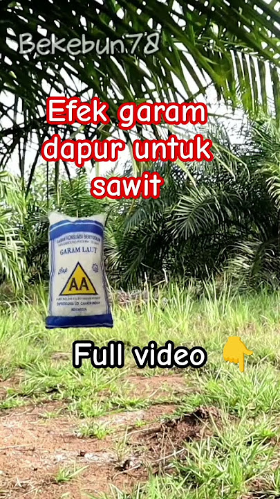 manfaat garam dapur untuk sawit #shortvideo #kelapasawit #ajinomoto