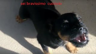 Cane Che Abbaia Sul Divano лучшие приколы самое прикольное