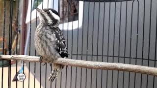 Pelatuk Sdanit  Pelatuk Beras Nembak Tajam  Bagus Untuk Masteran Semua Burung